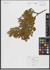 Foto von Salix L.